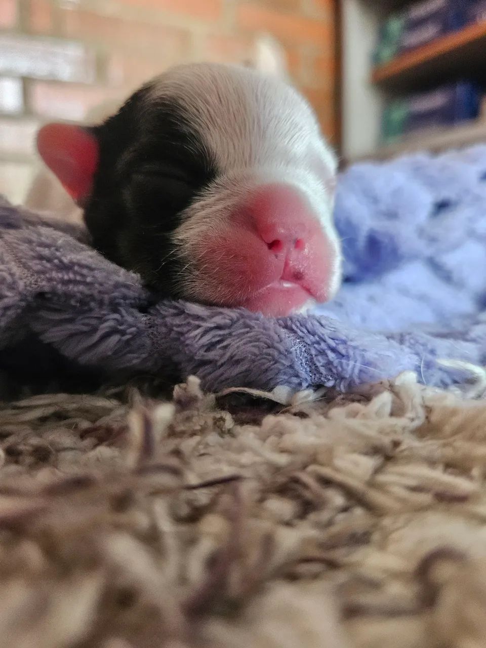 Filhotes de Bulldog Francês - Foto 2