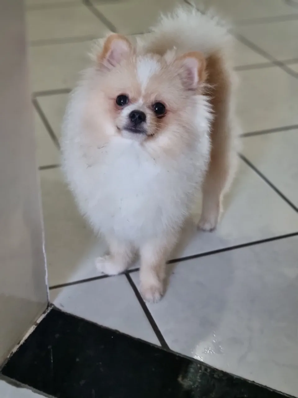 Vendo spitz alemão macho 6 meses