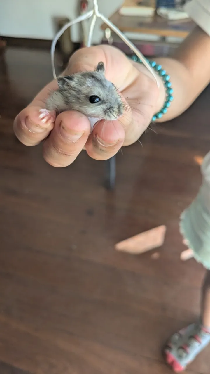 Hamsters russos