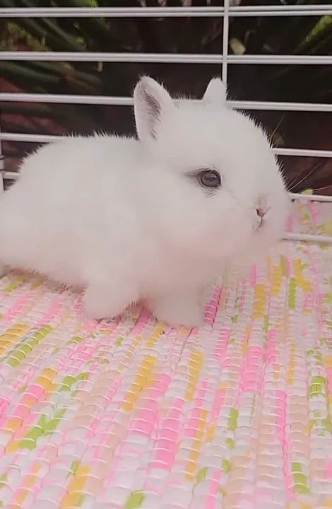 Coelho anão Netherland dwarf 