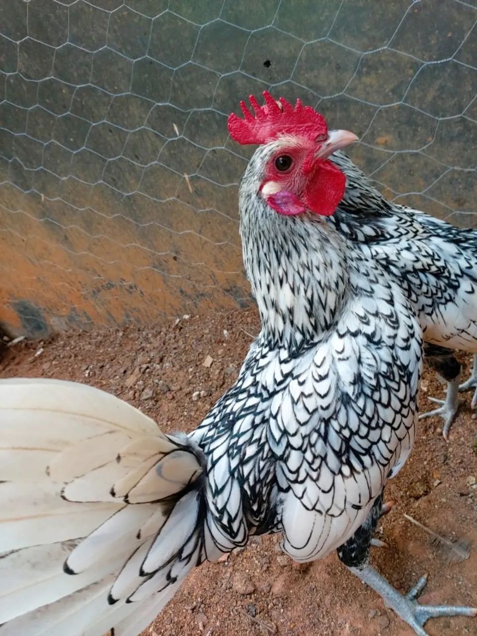 Galo Sebright Prata - Foto 3