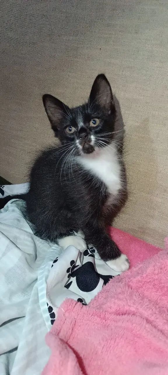 Gatinhos filhotes para doação  - Foto 2