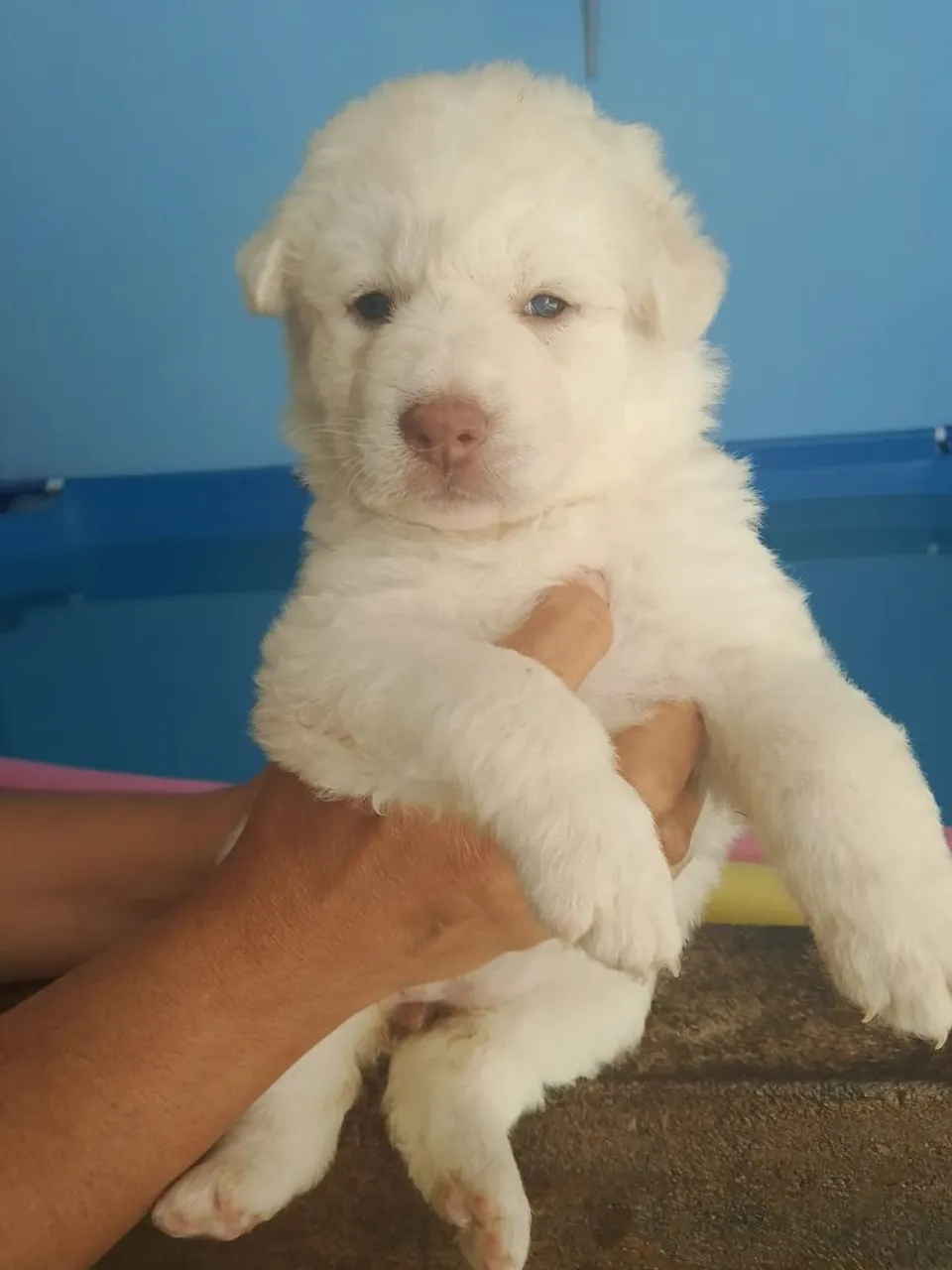 Filhotes de husky siberiano