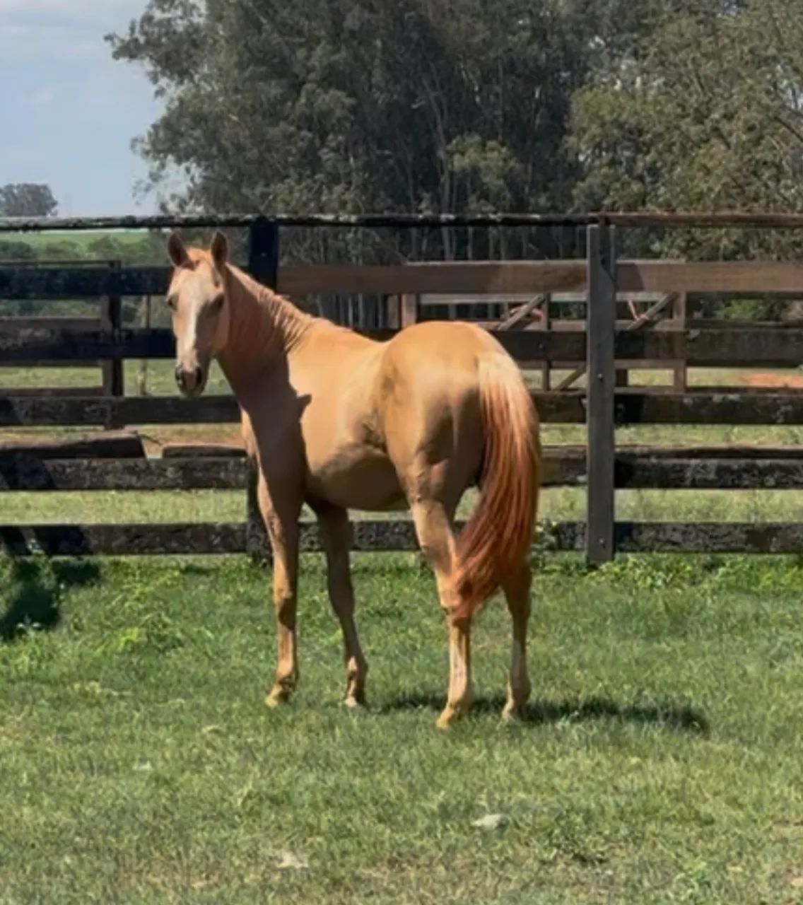Potro palomino PO