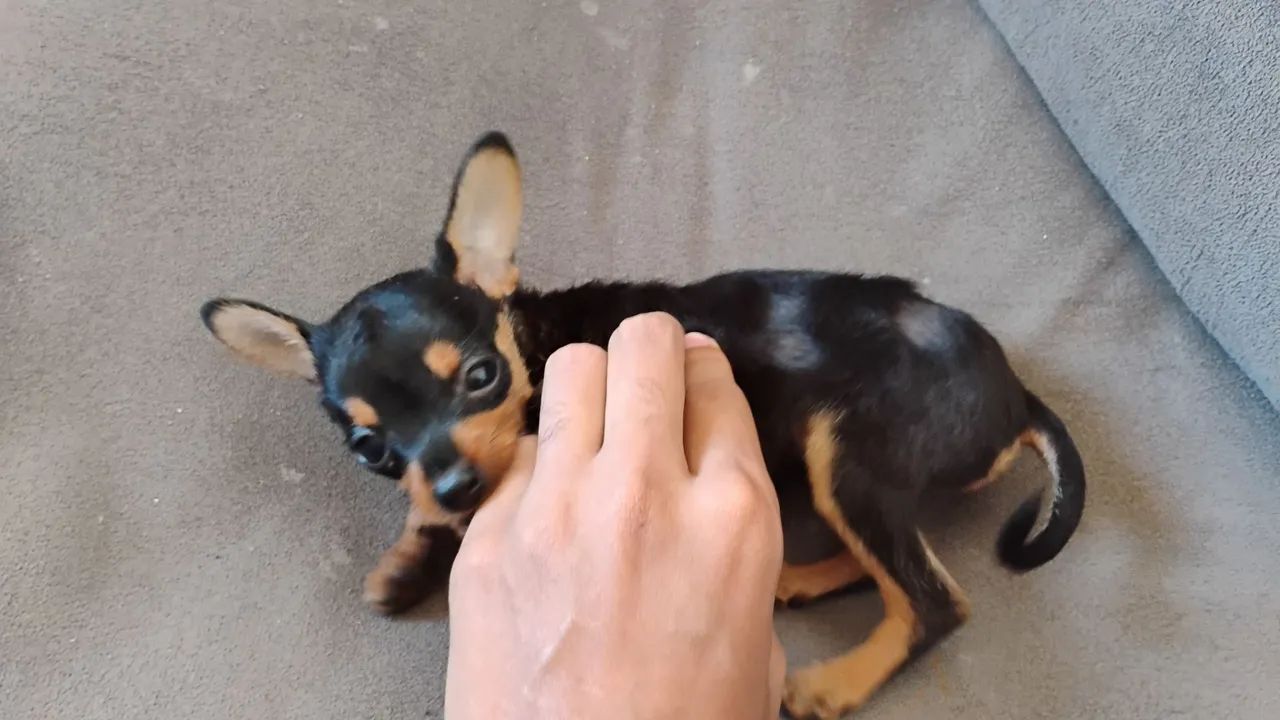 Filhote de Pinscher 1