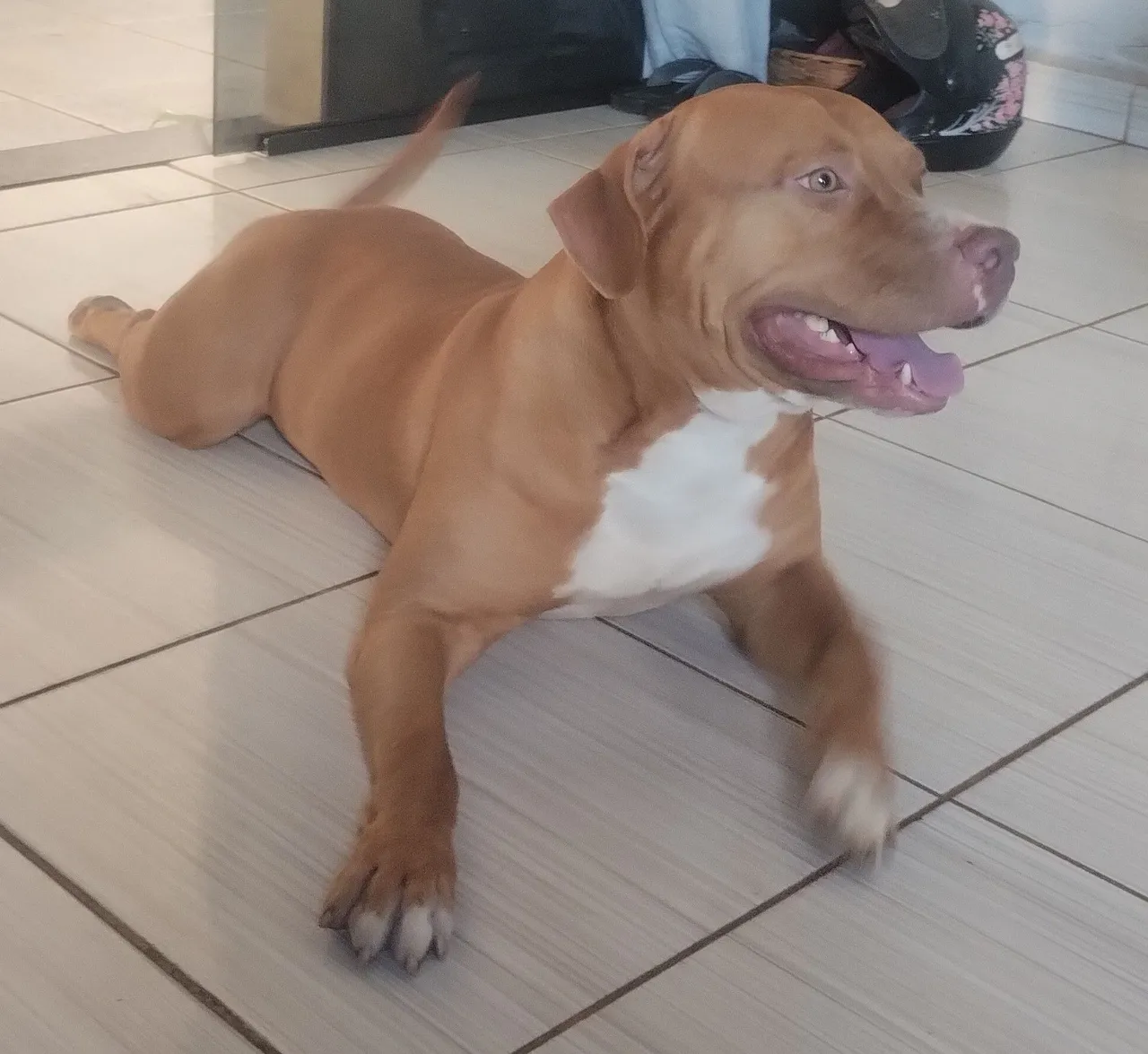 Pit Monster procura uma namorada