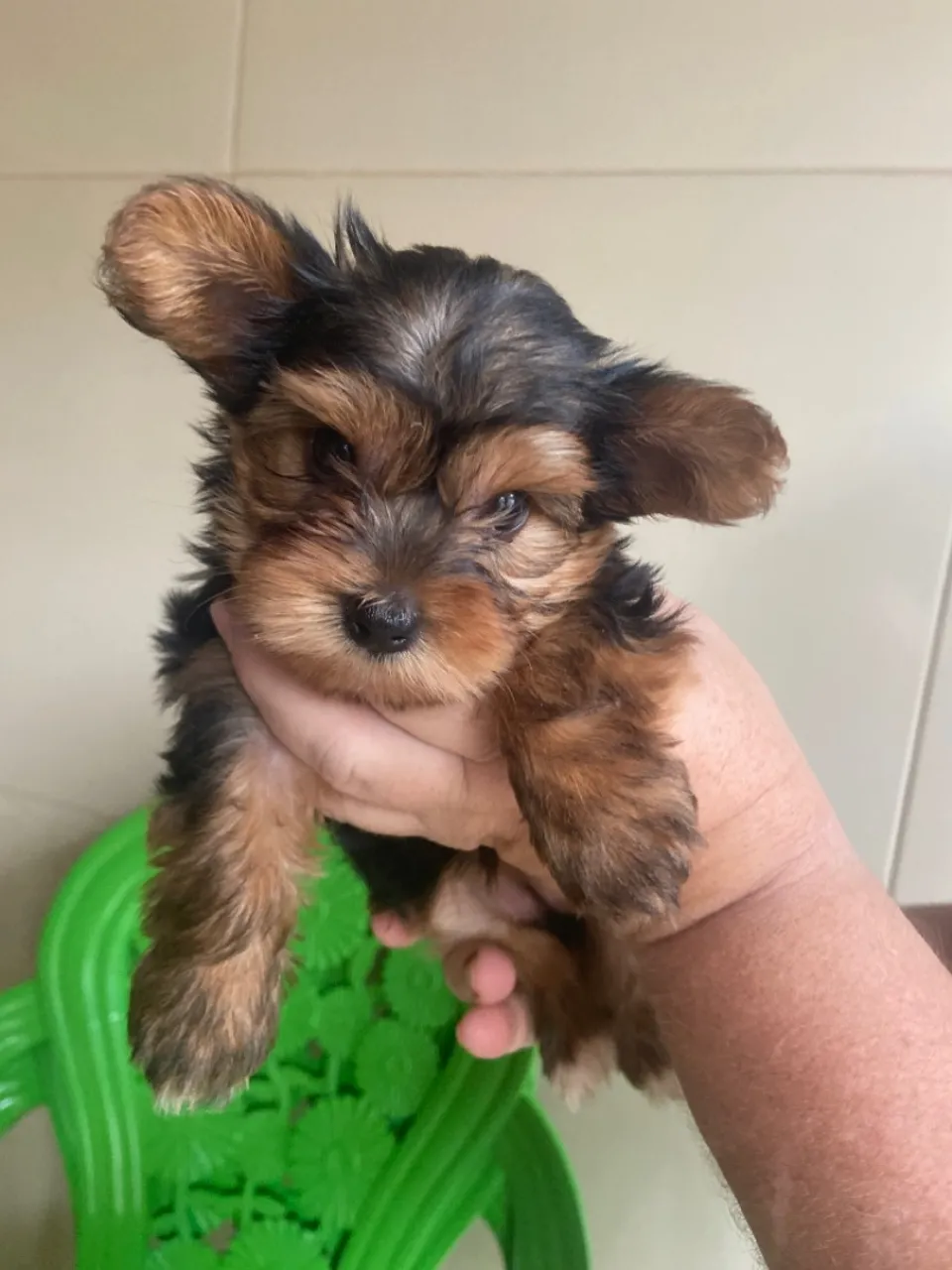Filhote Fêmea de Yorkshire Terrier - Fofa e Charmosa!