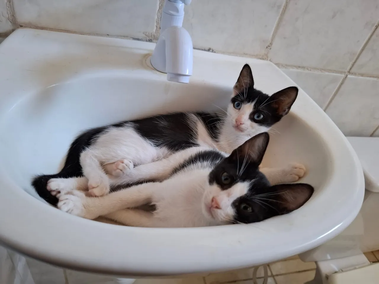Gatos pra adoção