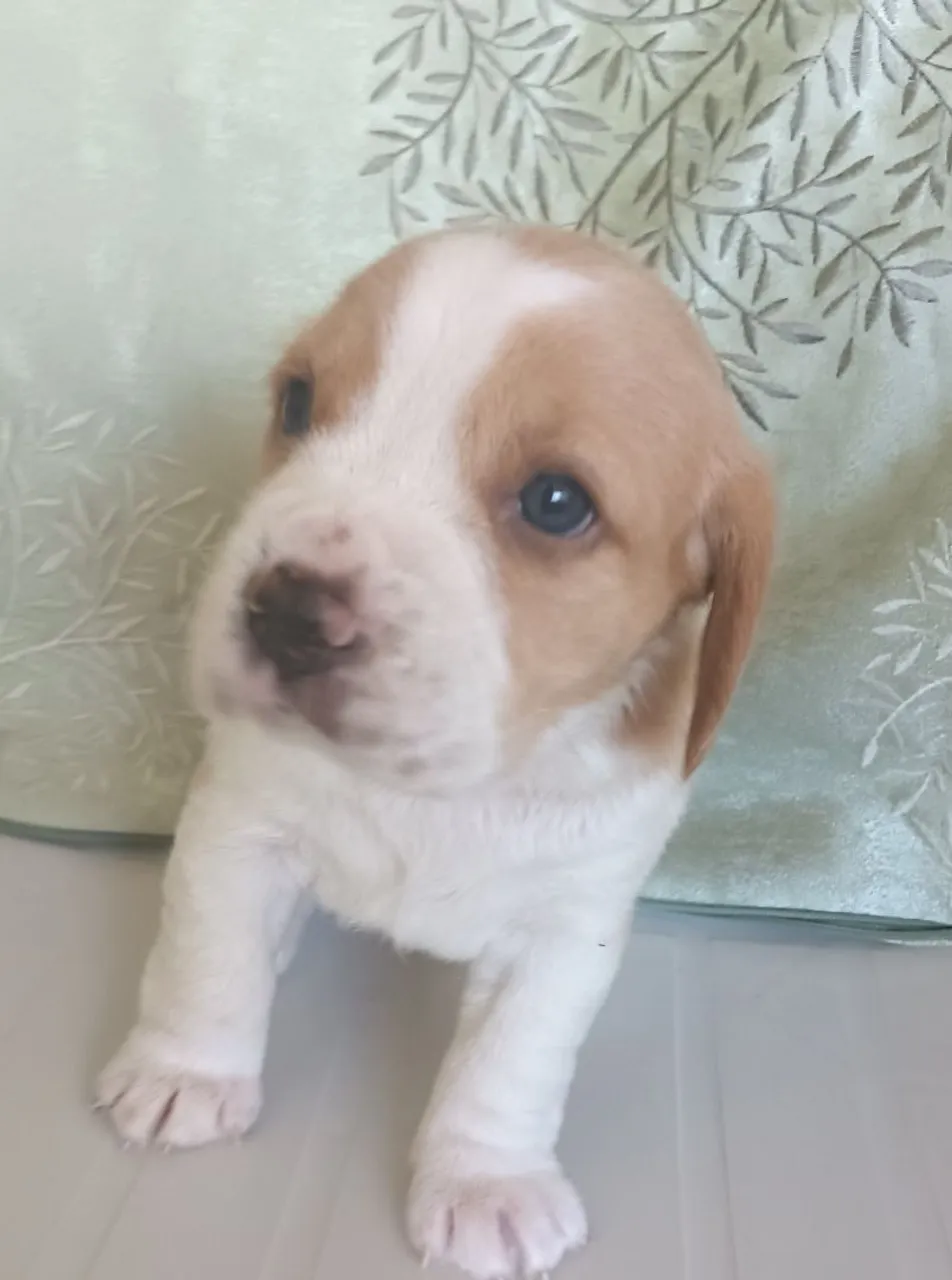 Beagle