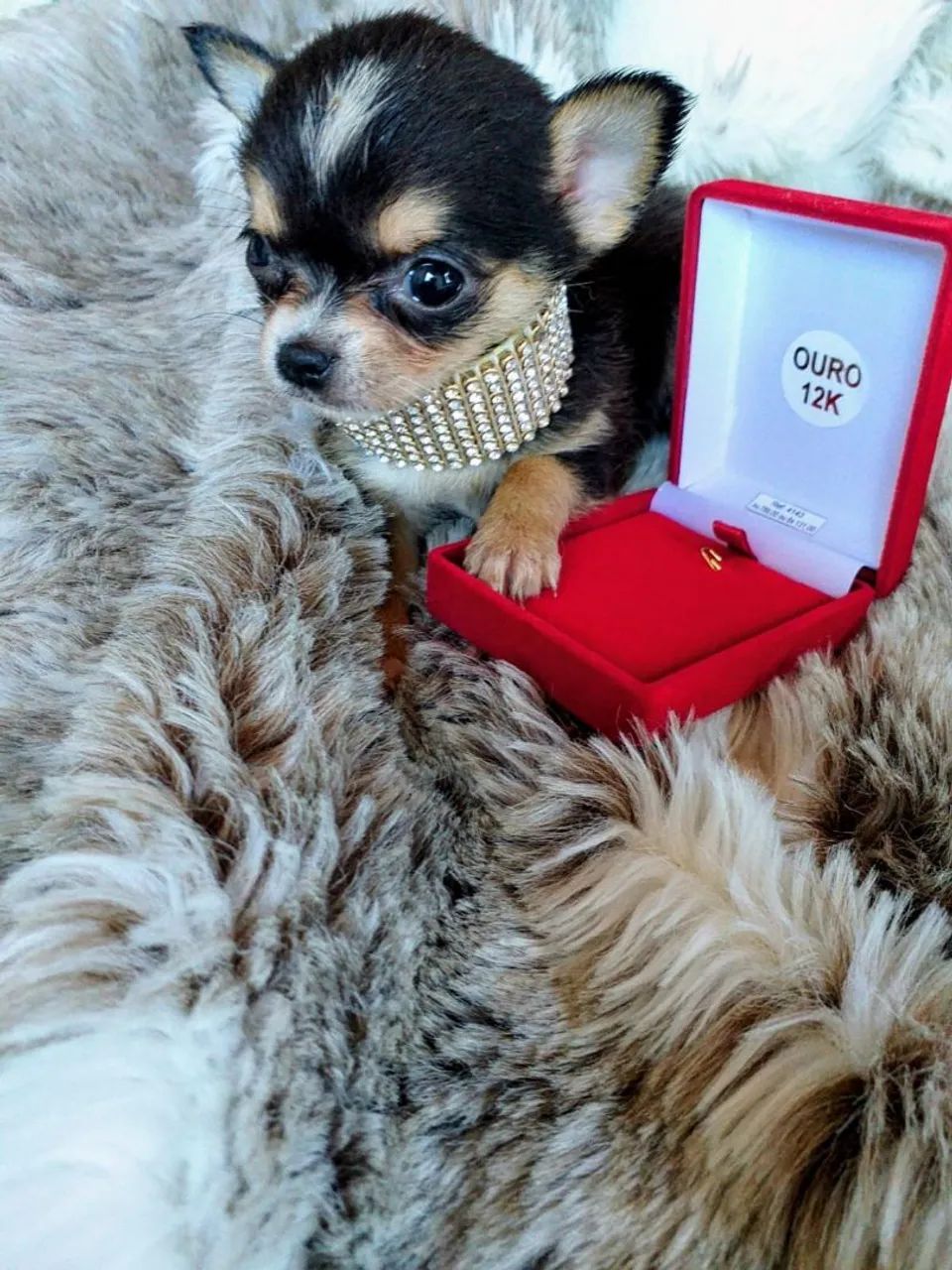 Chihuahua de Luxo micro de bolso 