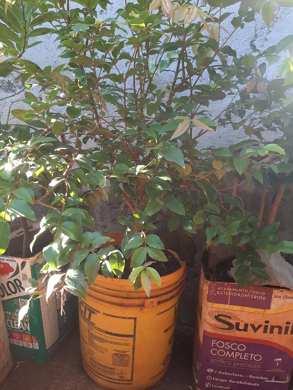 Mudas de Jabuticaba em balde