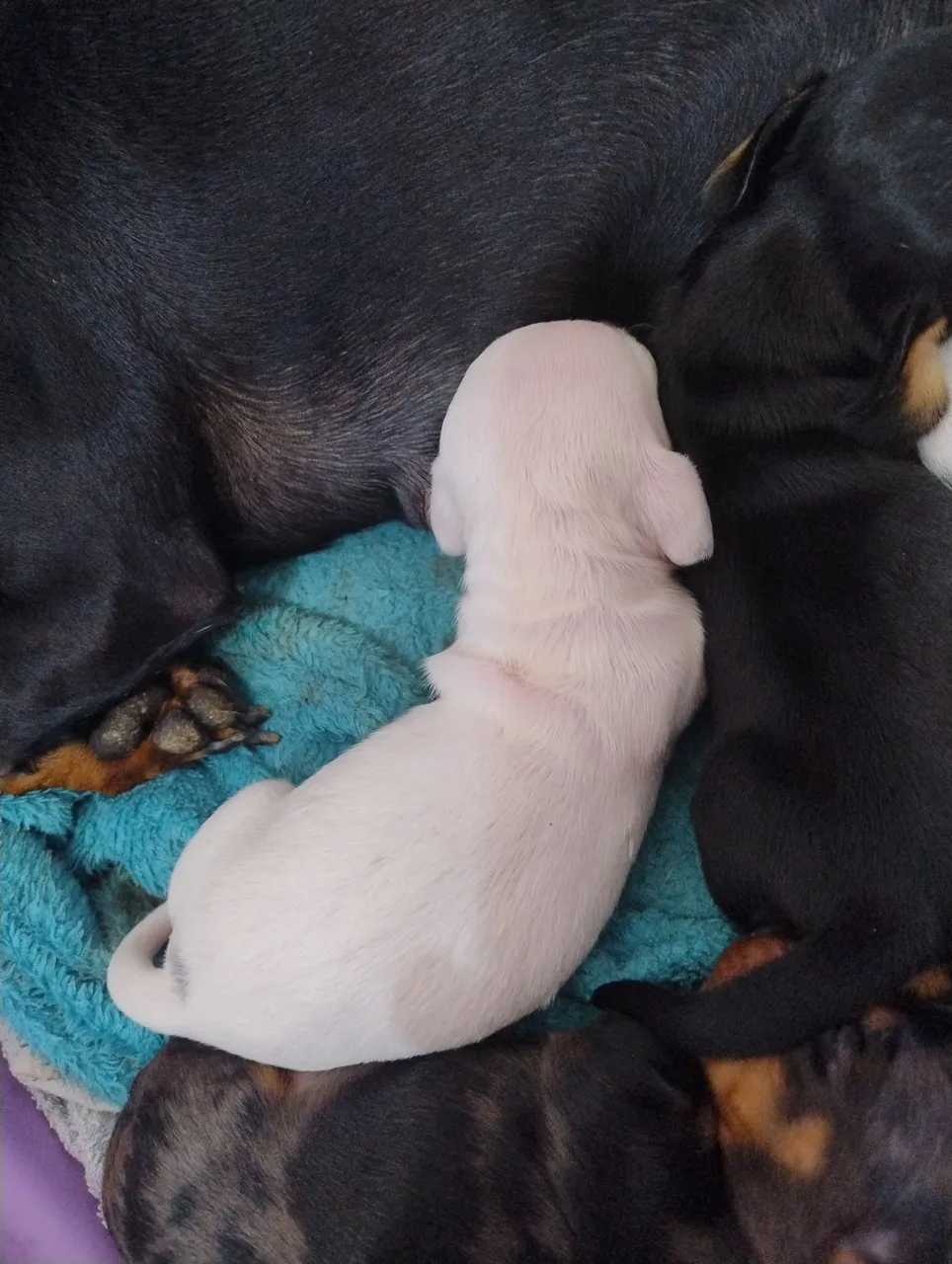 Filhotes de DASCHUND disponíveis para RESERVA