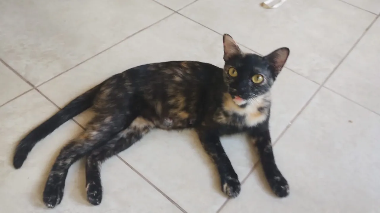 Gatinha Tortie Linda e Charmosa