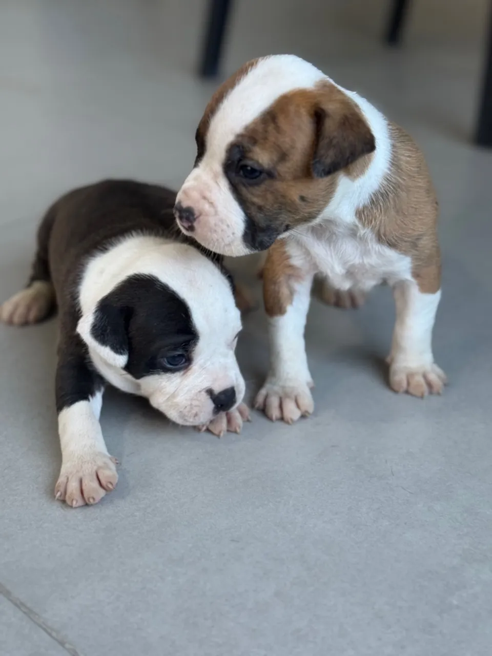 American Pitbull Terrier (Alta linhagem)