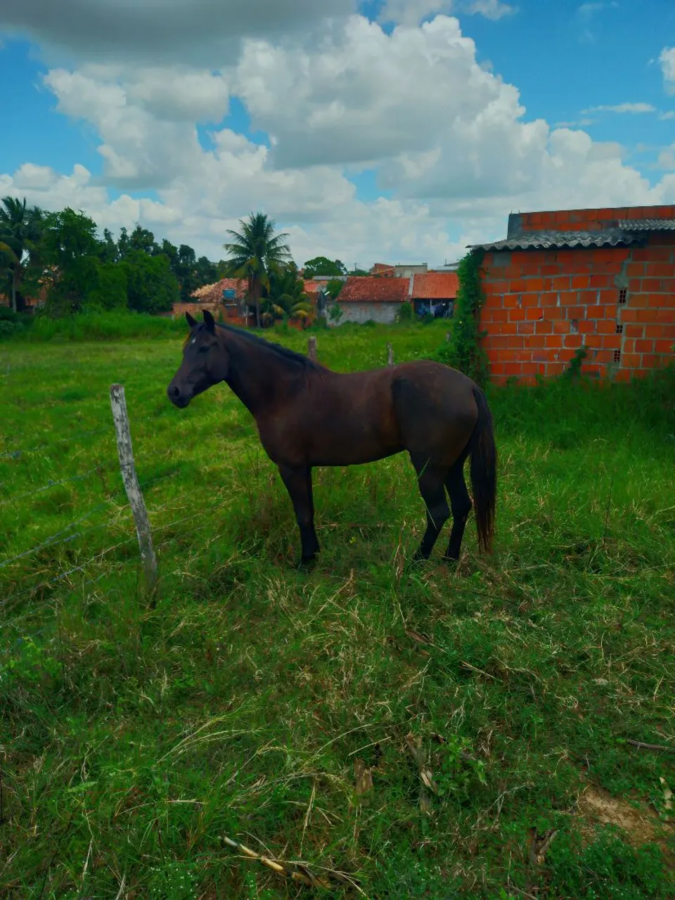 Égua quarto de milha