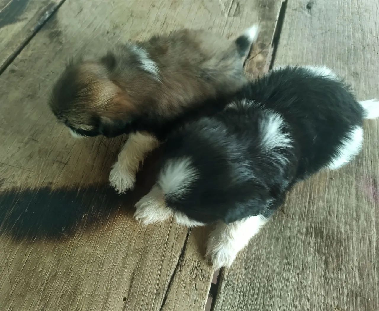 Vendo mine filhotes Shih-Tzu  - Foto 3