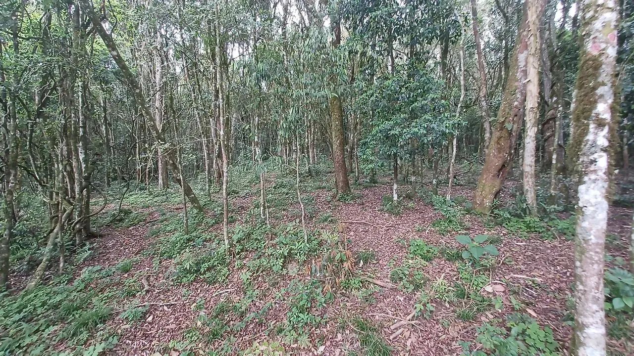 Fazenda/Sítio/Chácara para venda possui 20000 metros quadrados em Pedra Branca - Alfredo W - Foto 7
