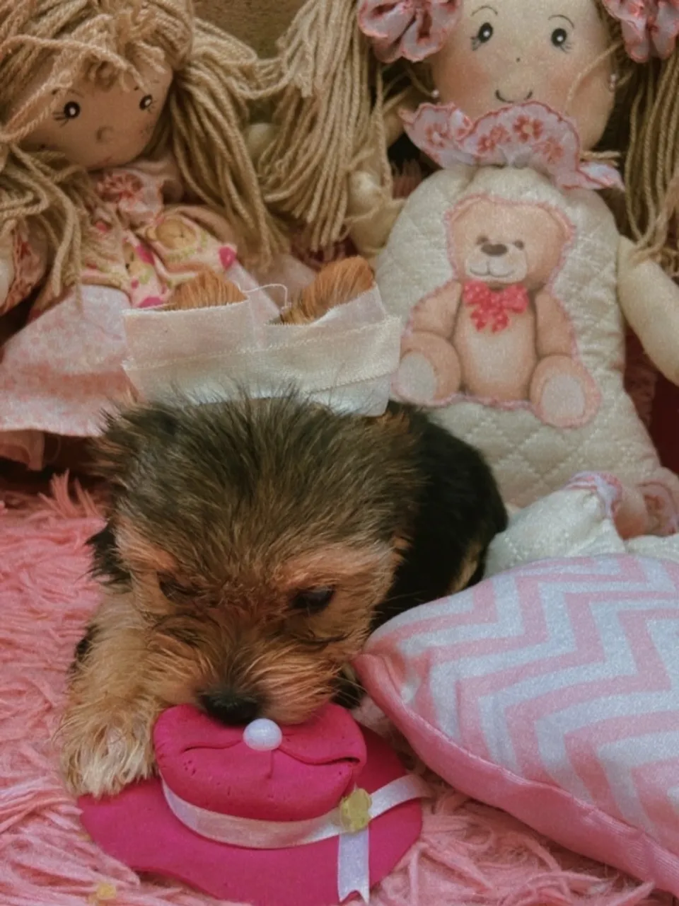 Filhote de Yorkshire Terrier para venda