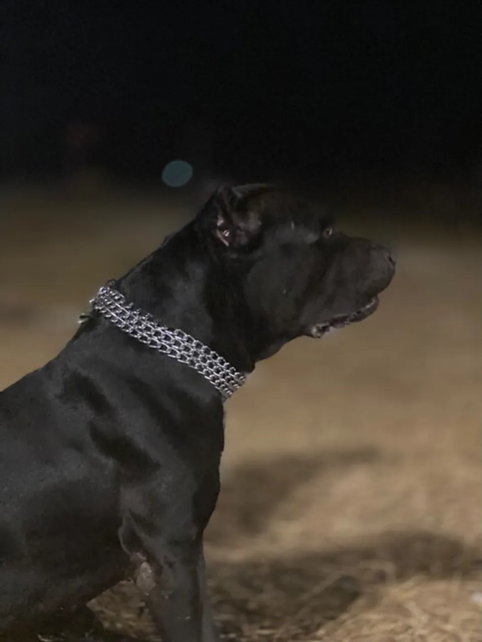 Pitmonster Cão de Guarda Imponente e Leal