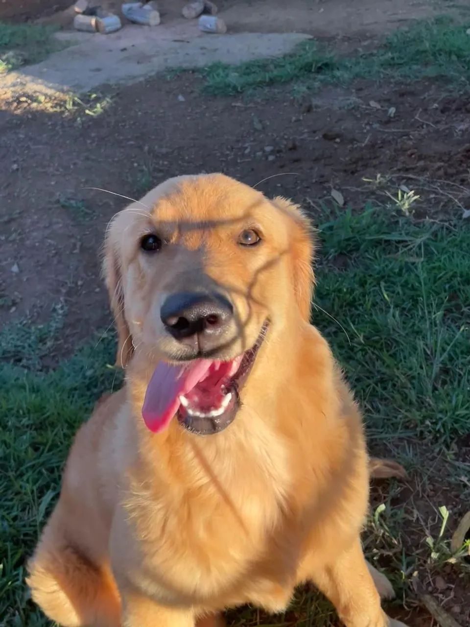 Golden Retriever Fêmea com Pedigree  - Foto 3