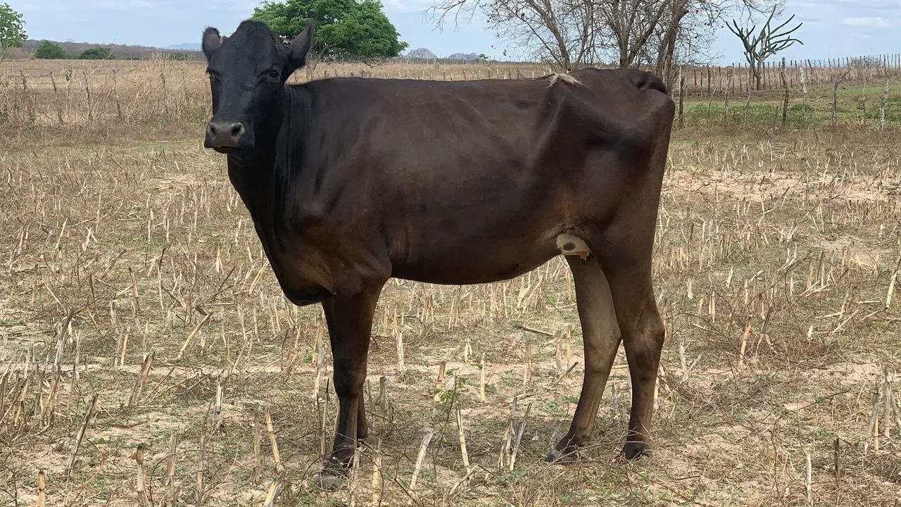 Vacas , Novilhas , Garrotas ,  Bezerros no Ceará  