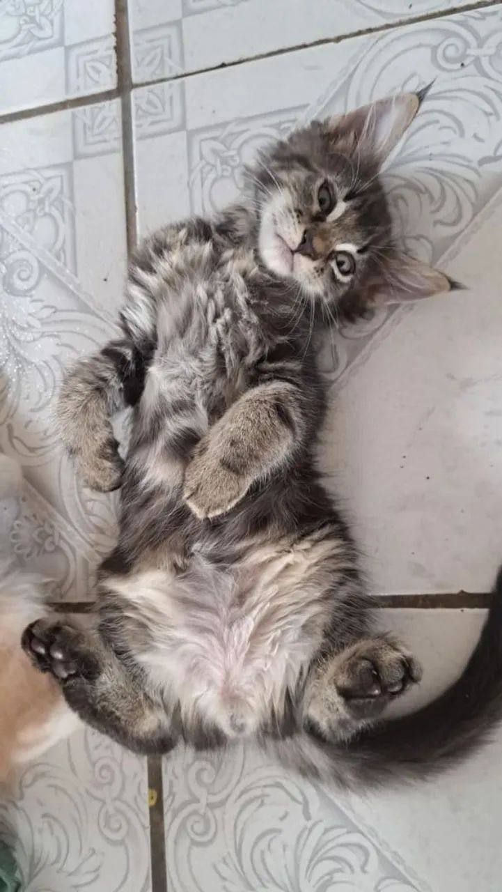 Gatinhos mainnecoon  - Foto 5