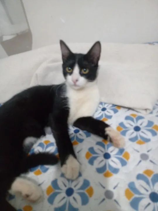 Gata para Adoção - Foto 3