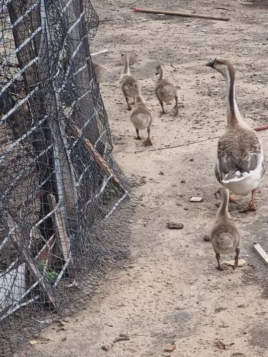 Gansos para criação  - Foto 3