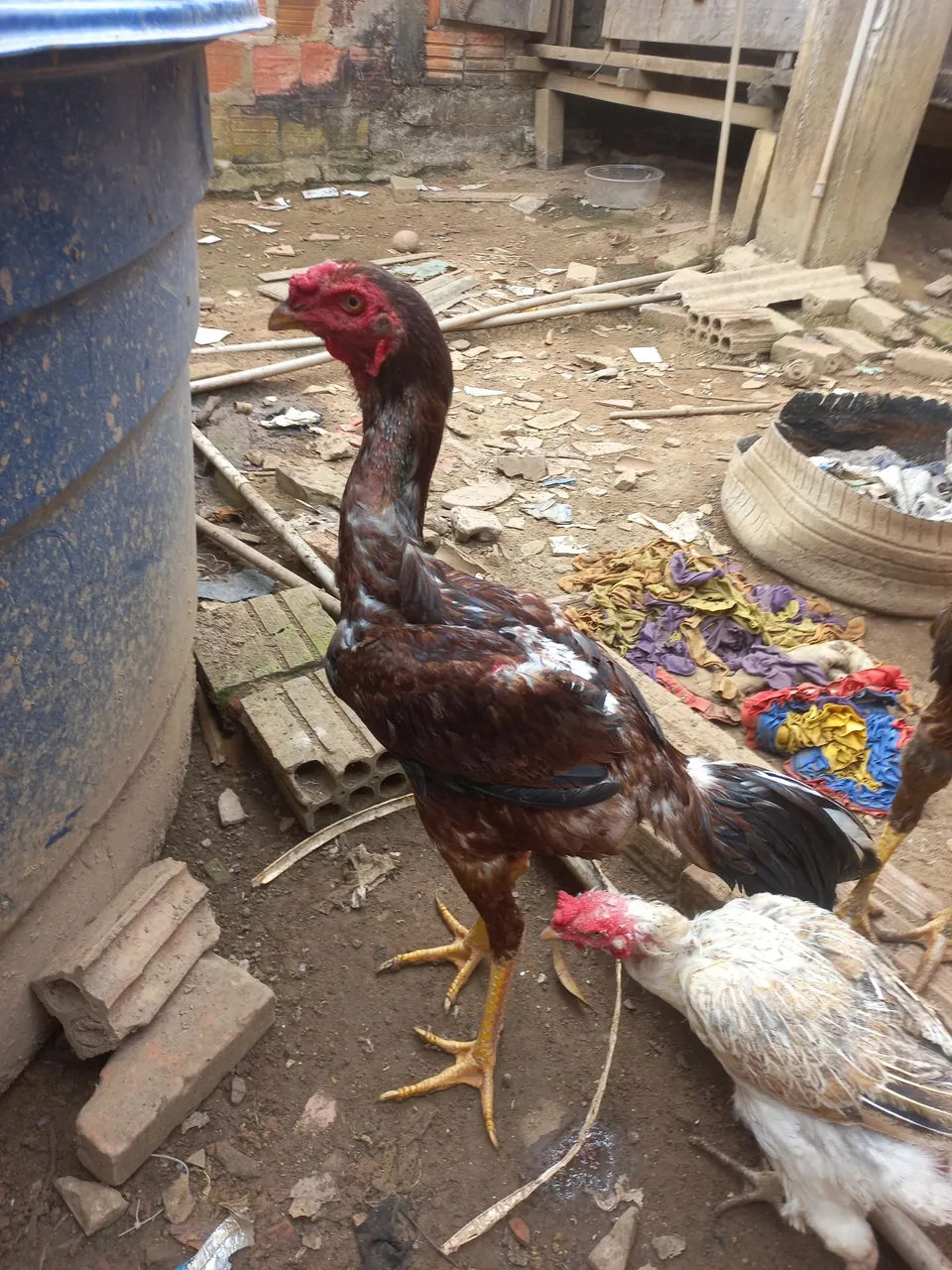 Galo de raça índio gigante