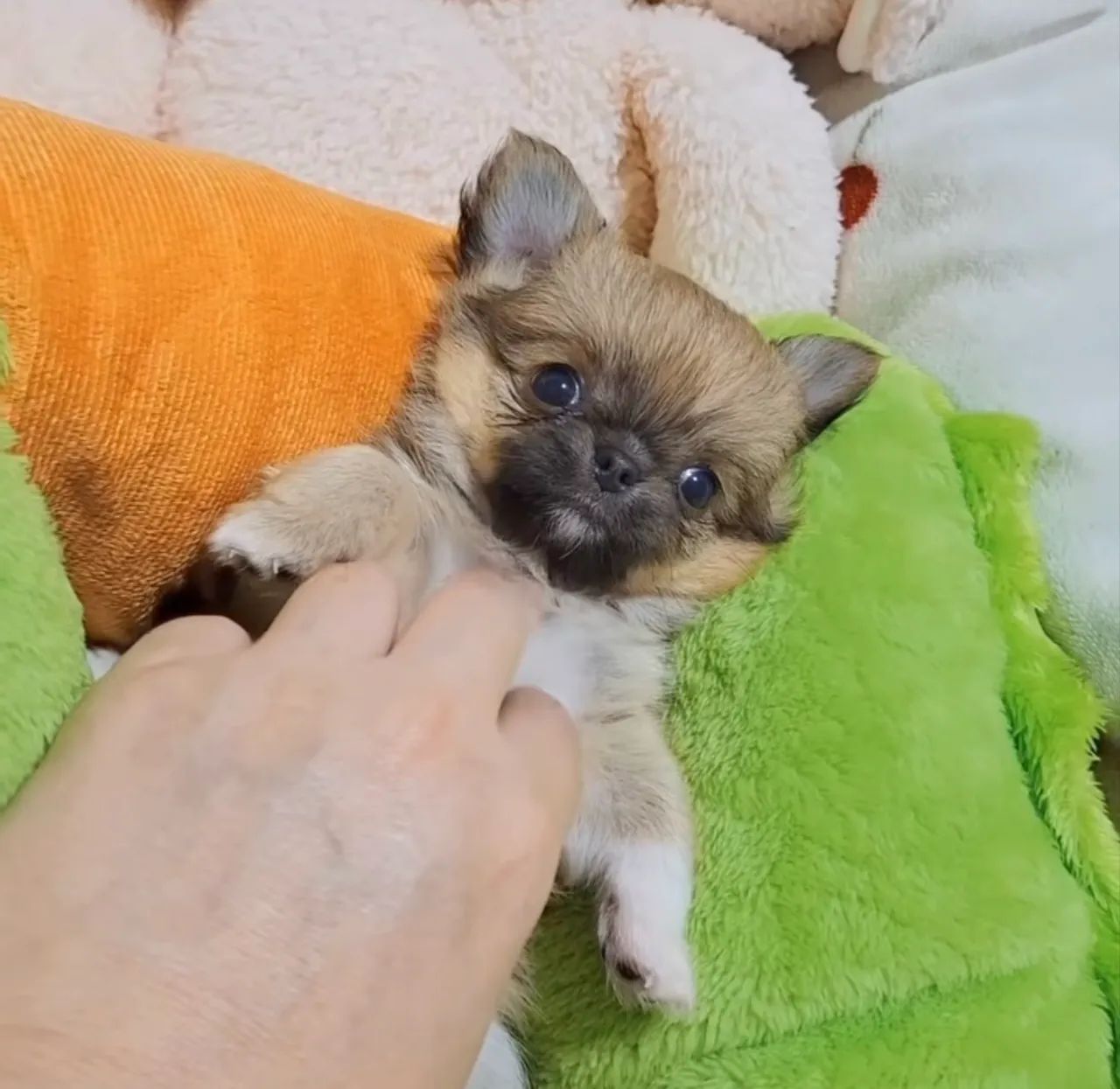 Chihuahua mini Pelo longo Cabecinha de maçã até 12x - Foto 6