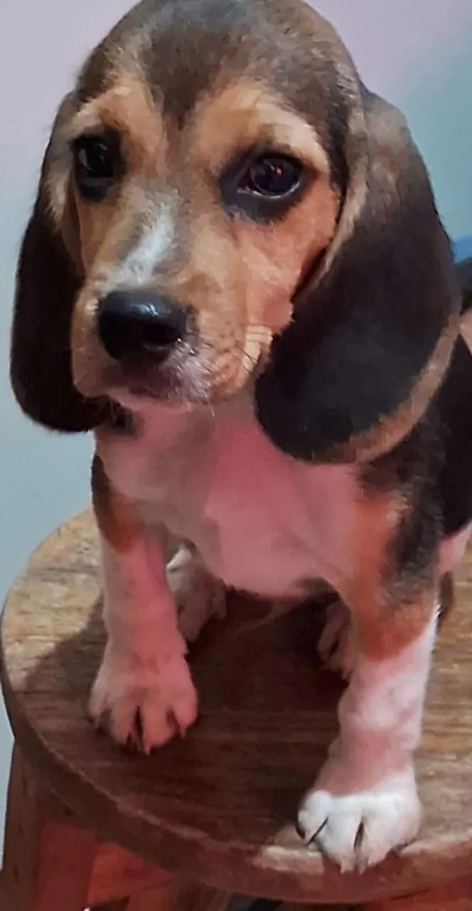 Filhote Beagle