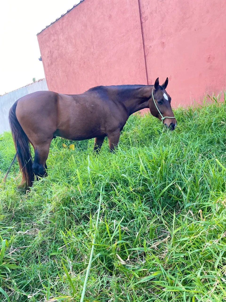 Cavalo mangalarga marchador, macha picada
