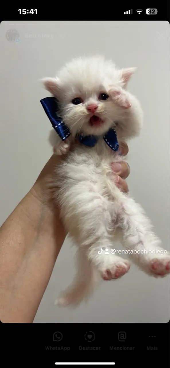 Gatinhos a venda (Persa )