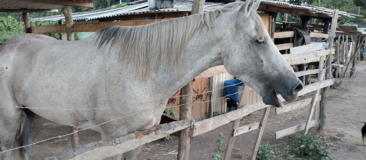 Vende-se égua com cela usada - Foto 2