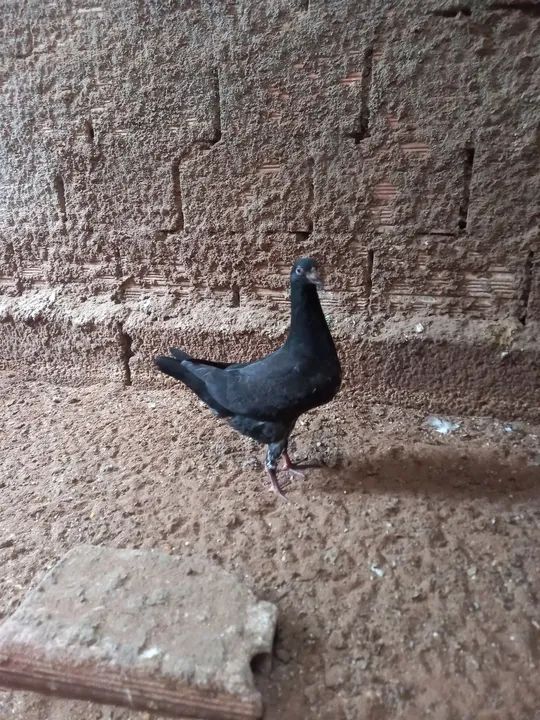 Frangos Caipiras -  - Foto 2