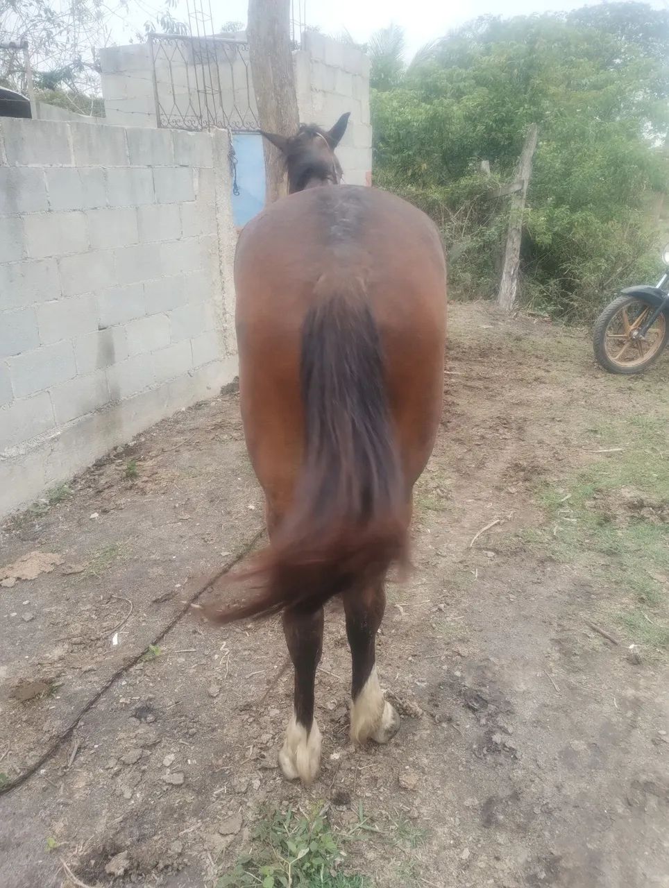 Cavalo para agropecuária - Foto 2