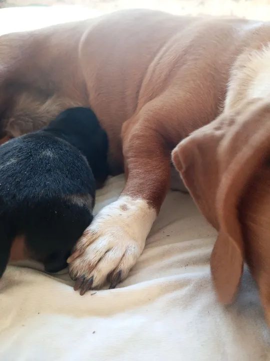 Filhote de cofap alerquim  - Foto 4