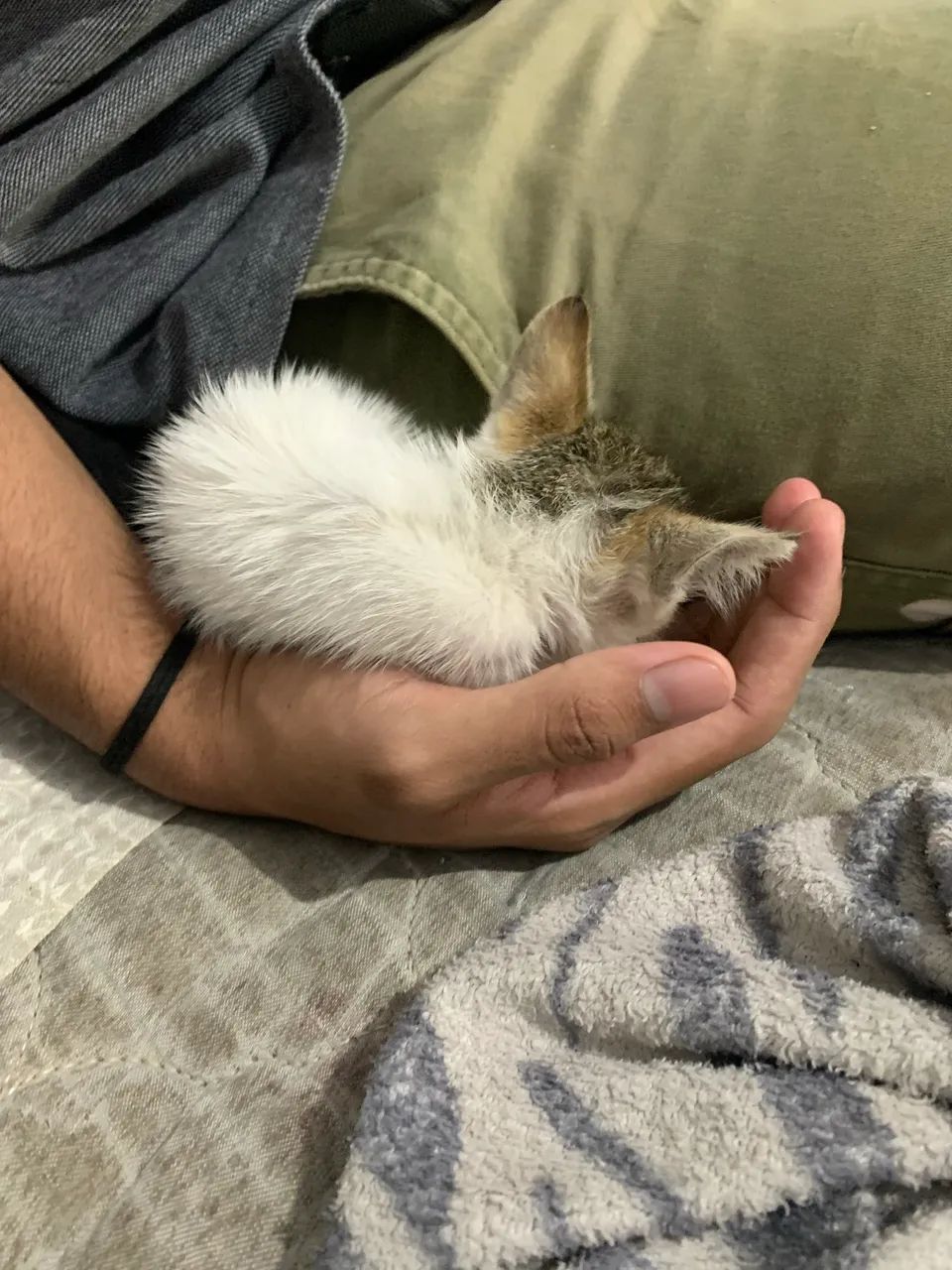 DOAÇÃO GATINHA FÊMEA  - Foto 5