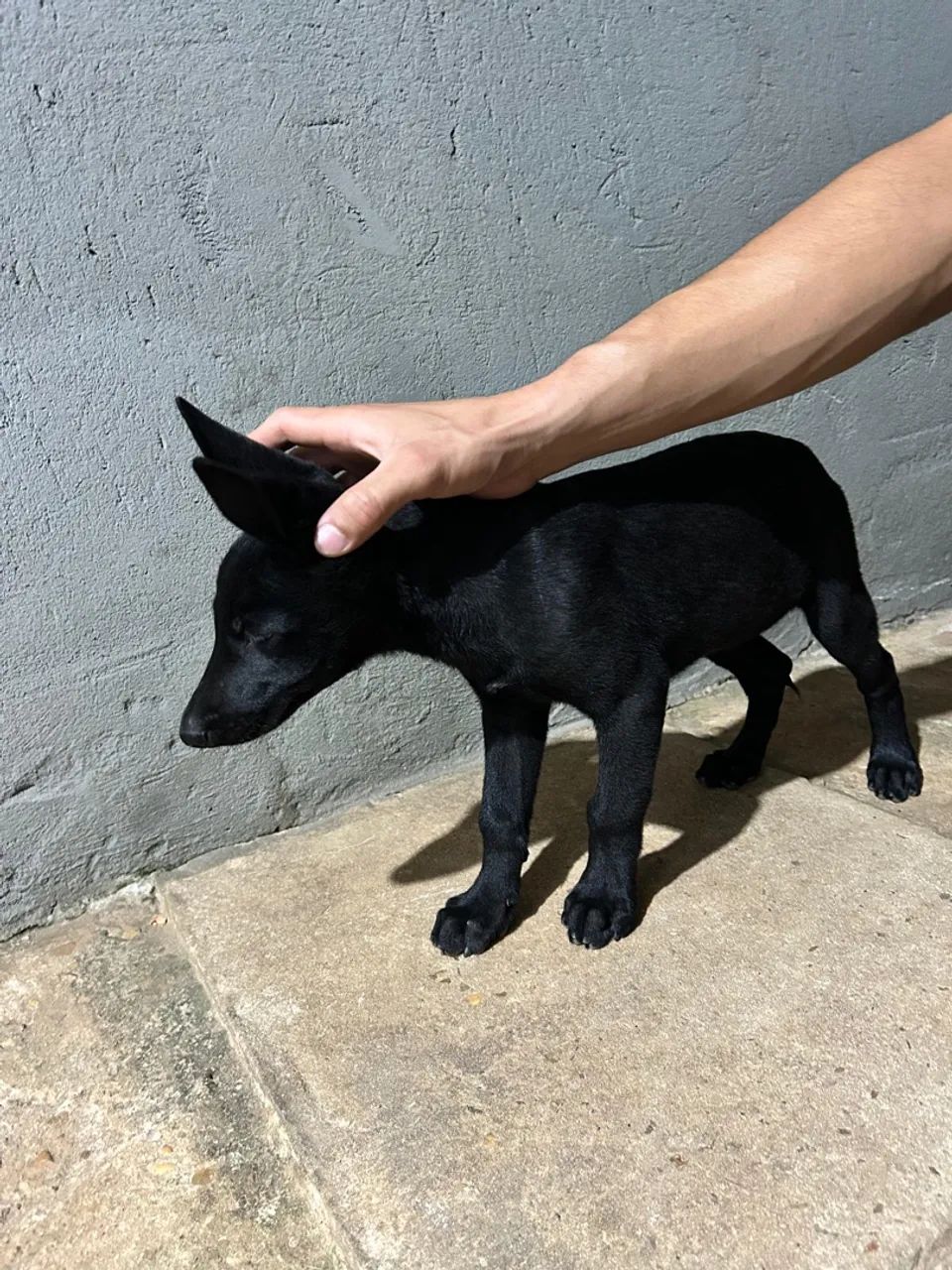 Pastor Malinoá Black - Foto 3