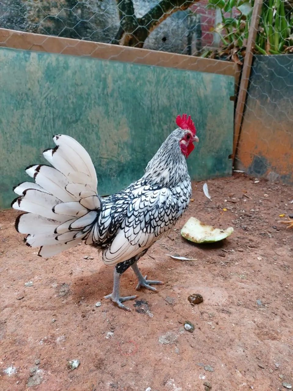 Galo Sebright Prata - Foto 2