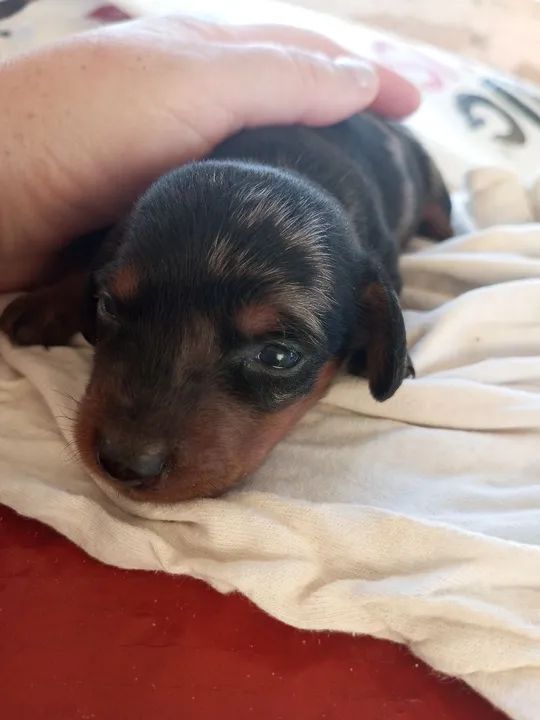 Filhote de cofap alerquim  - Foto 3