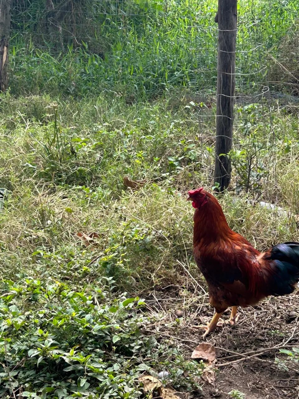 Galos de várias raças 