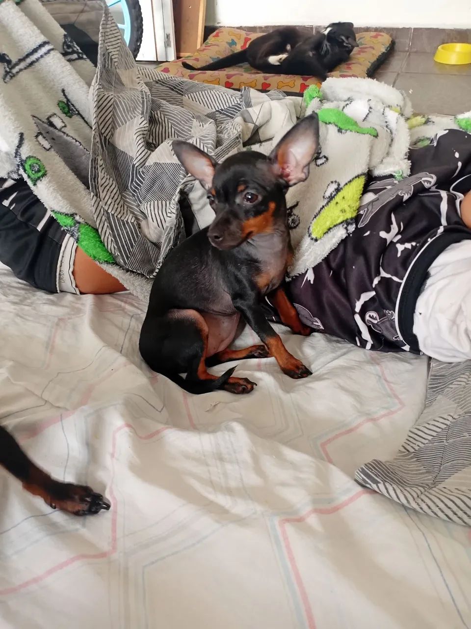 Filhote de Pinscher - Foto 2