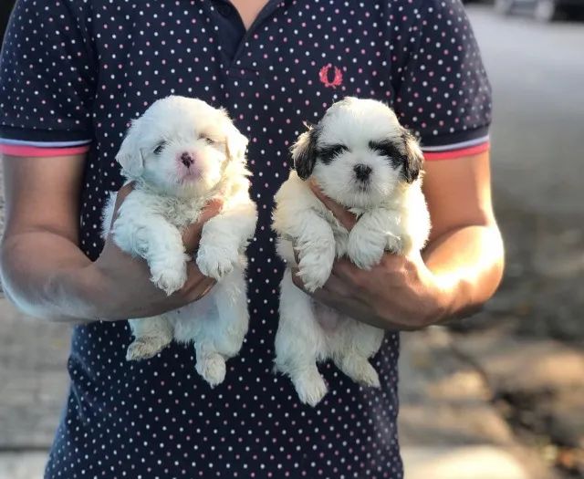 Shih Tzu - Fêmeas maravilhosas em loja - Filhotes já vacinados (V10 importada)