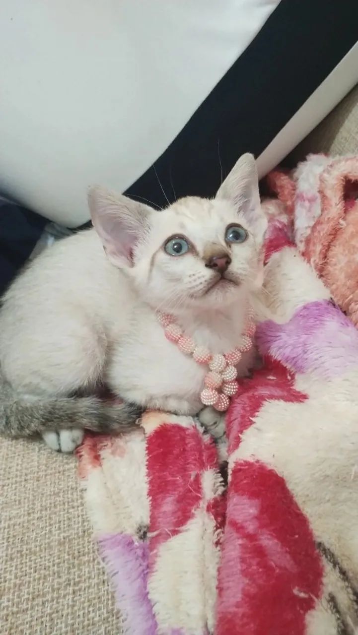 Gatinha branca com colar de pérolas - Foto 3