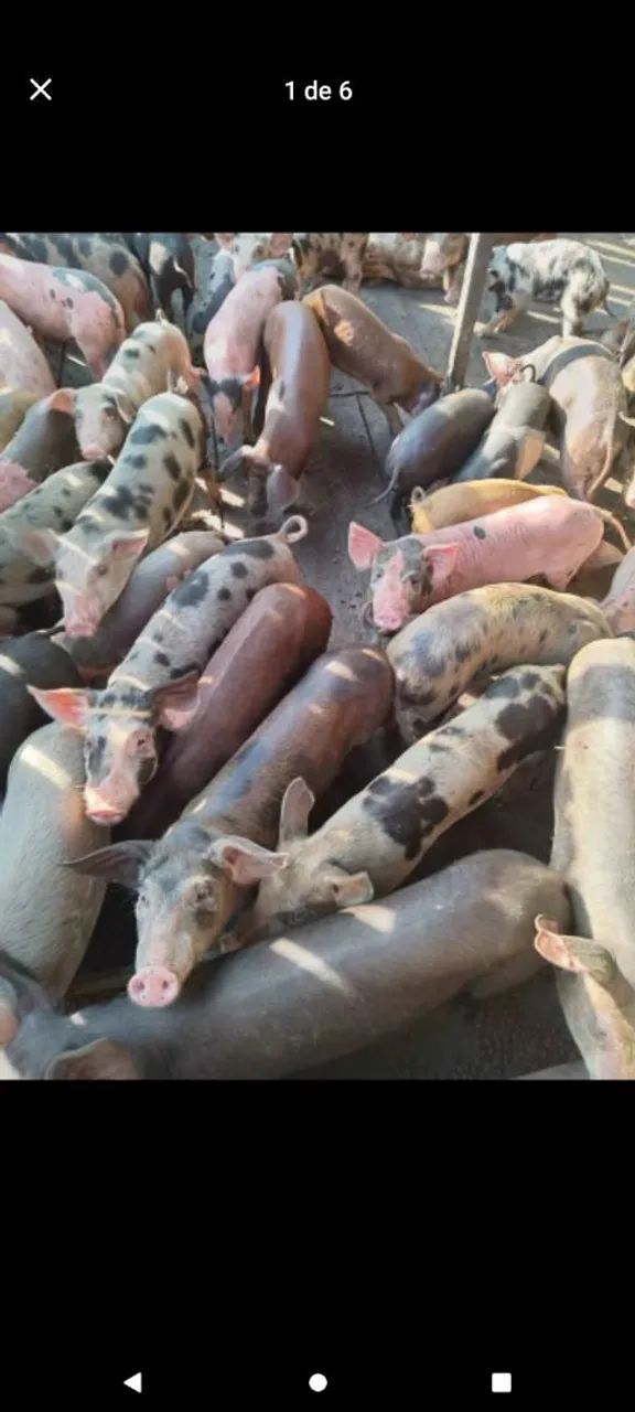 Vendo esses porcos preços variados 25kg a 60kg  - Foto 6