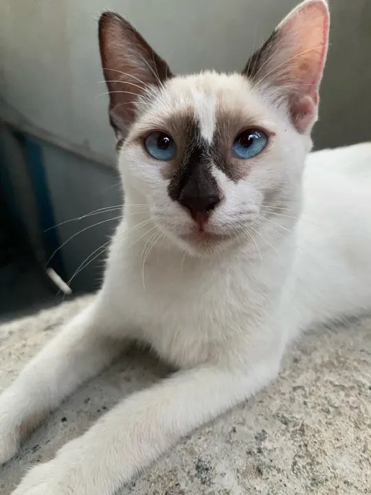 Filhotes de gato para adoção 