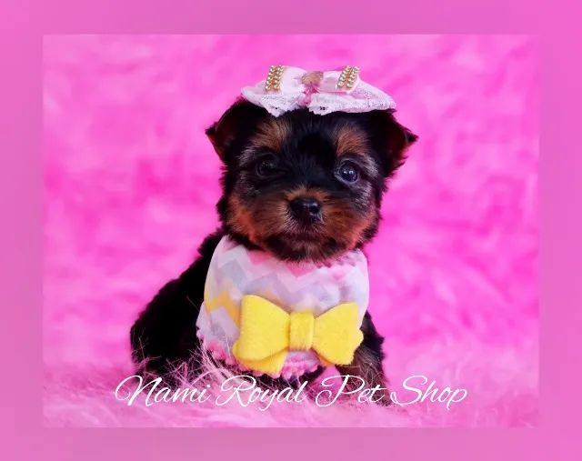 Yorshire fêmea pequena lindona em loja : ) - Foto 2