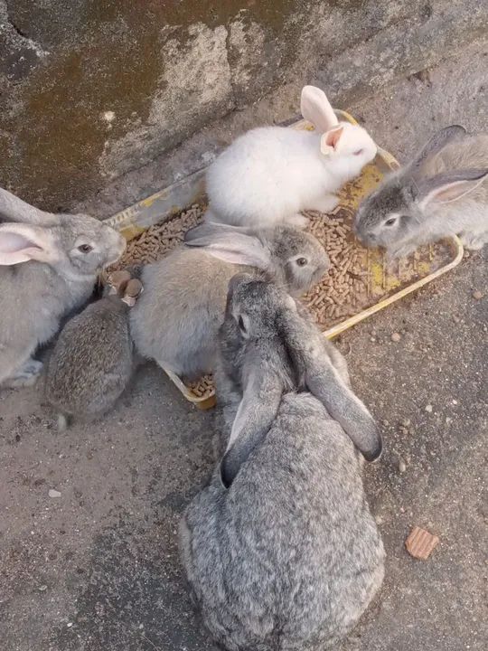 Coelhos disponiveltenhon