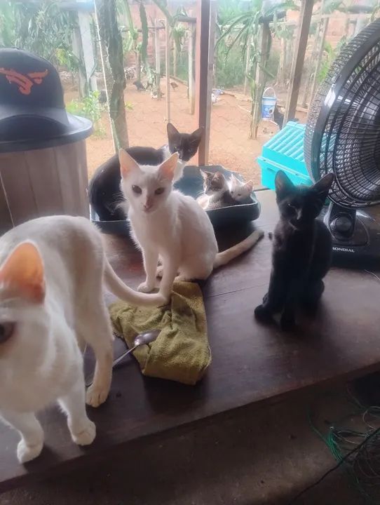Gatinhos fofinhos para adoção - Foto 5